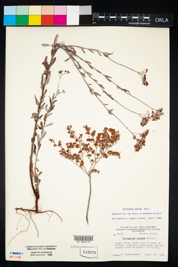 Eriogonum annuum image