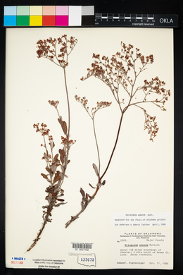 Eriogonum annuum image