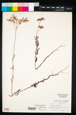 Eriogonum annuum image