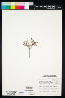 Eriogonum annuum image