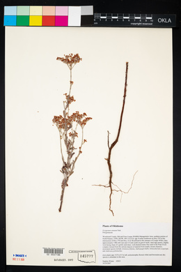 Eriogonum annuum image