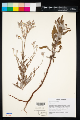 Eriogonum annuum image