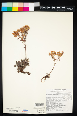 Eriogonum jamesii image