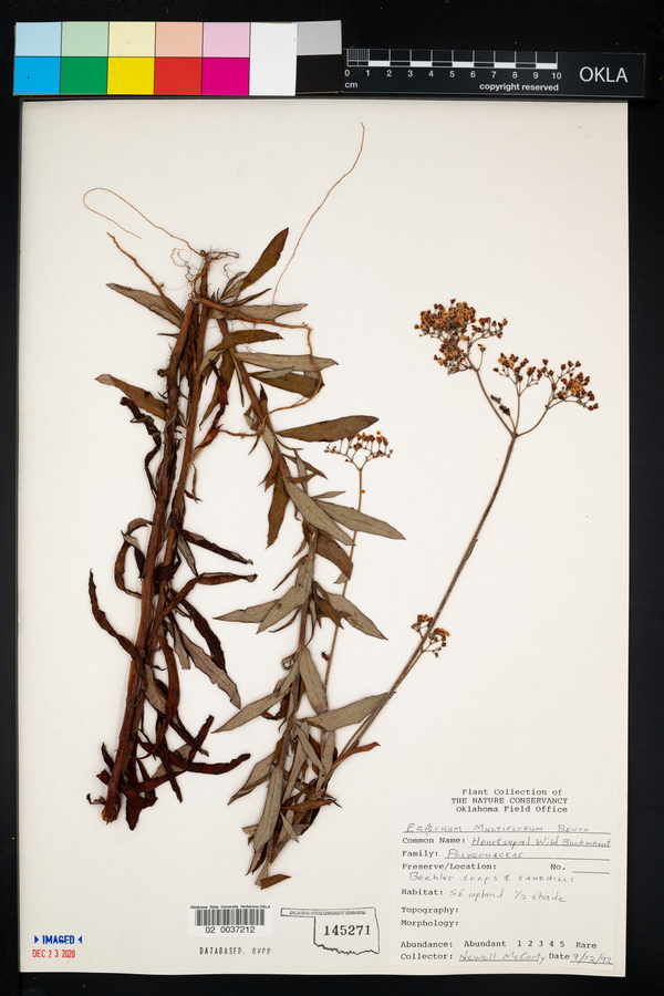 Eriogonum multiflorum image