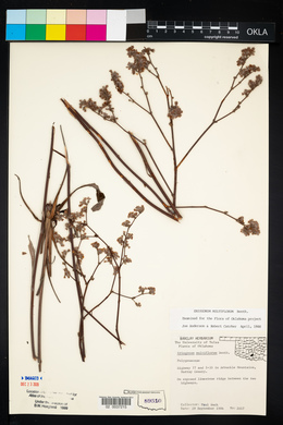 Eriogonum multiflorum image