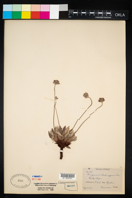 Eriogonum lachnogynum image