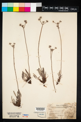 Eriogonum lachnogynum image