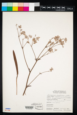 Eriogonum longifolium image