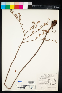 Eriogonum longifolium image