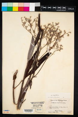 Eriogonum longifolium image