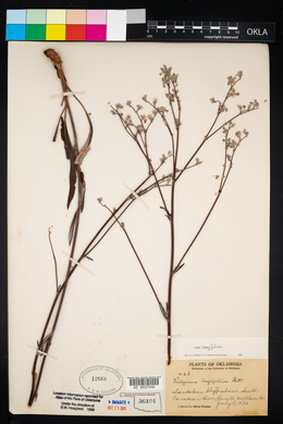 Eriogonum longifolium image