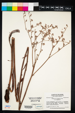 Eriogonum longifolium image