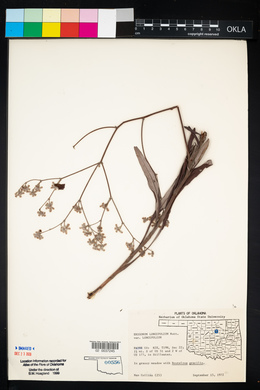 Eriogonum longifolium image