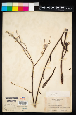 Eriogonum longifolium image