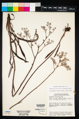 Eriogonum longifolium image