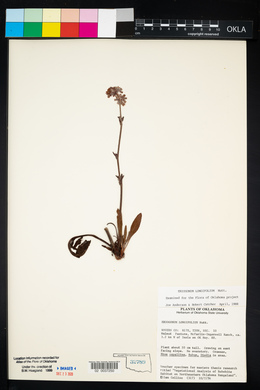 Eriogonum longifolium image