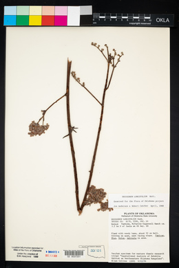 Eriogonum longifolium image