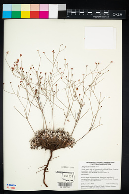 Eriogonum tenellum image