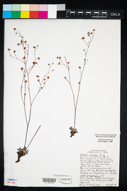 Eriogonum tenellum image