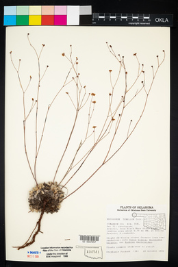 Eriogonum tenellum image