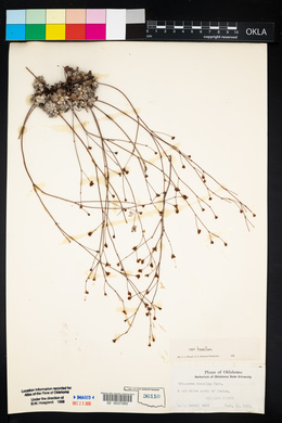 Eriogonum tenellum image