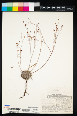 Eriogonum tenellum image