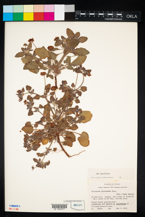 Eriogonum abertianum var. abertianum image