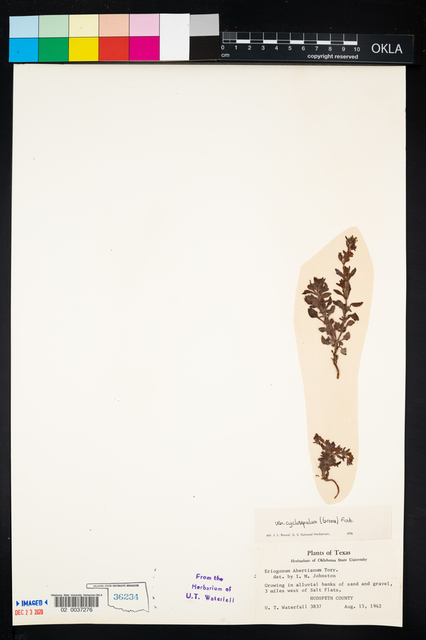 Eriogonum abertianum var. cyclosepalum image