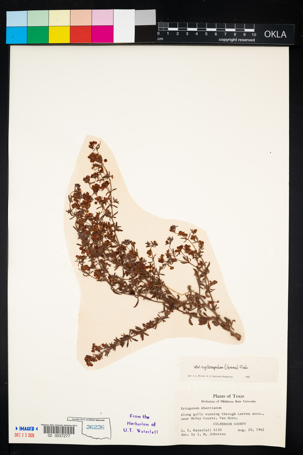 Eriogonum abertianum var. cyclosepalum image