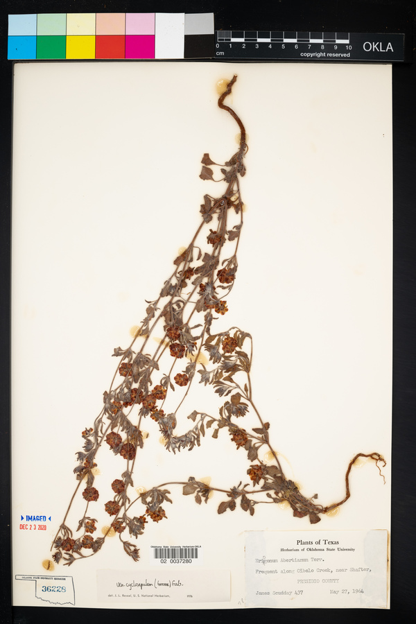 Eriogonum abertianum var. cyclosepalum image