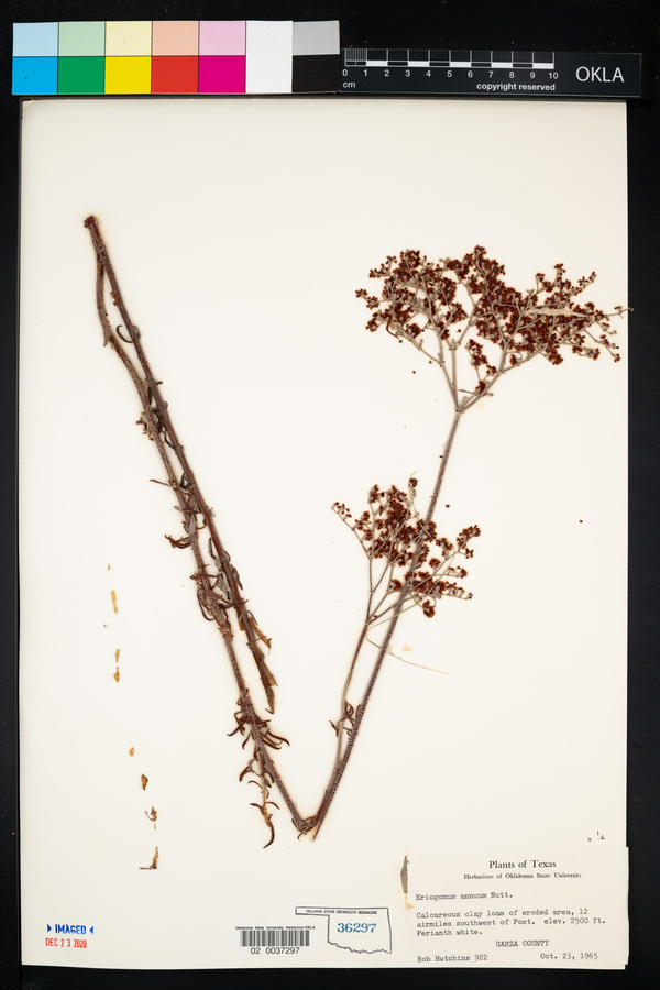 Eriogonum annuum image