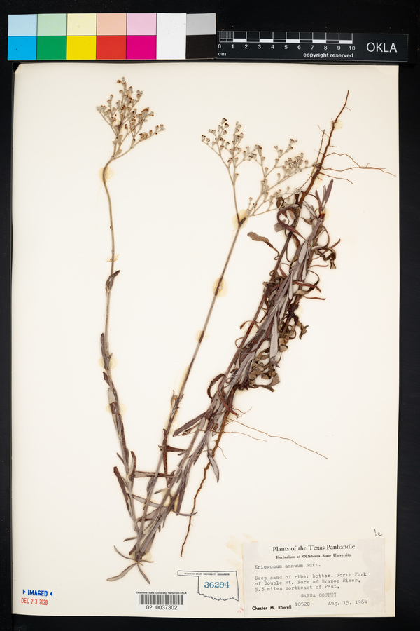 Eriogonum annuum image