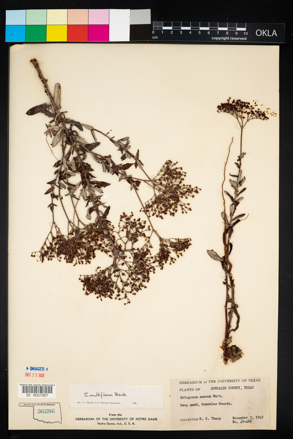 Eriogonum multiflorum image