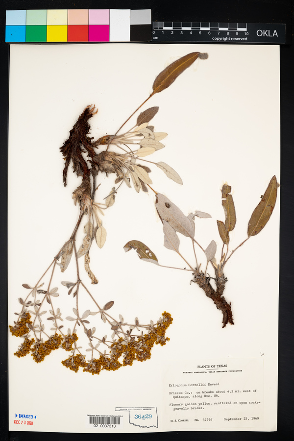 Eriogonum correllii image