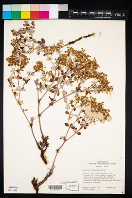 Eriogonum correllii image