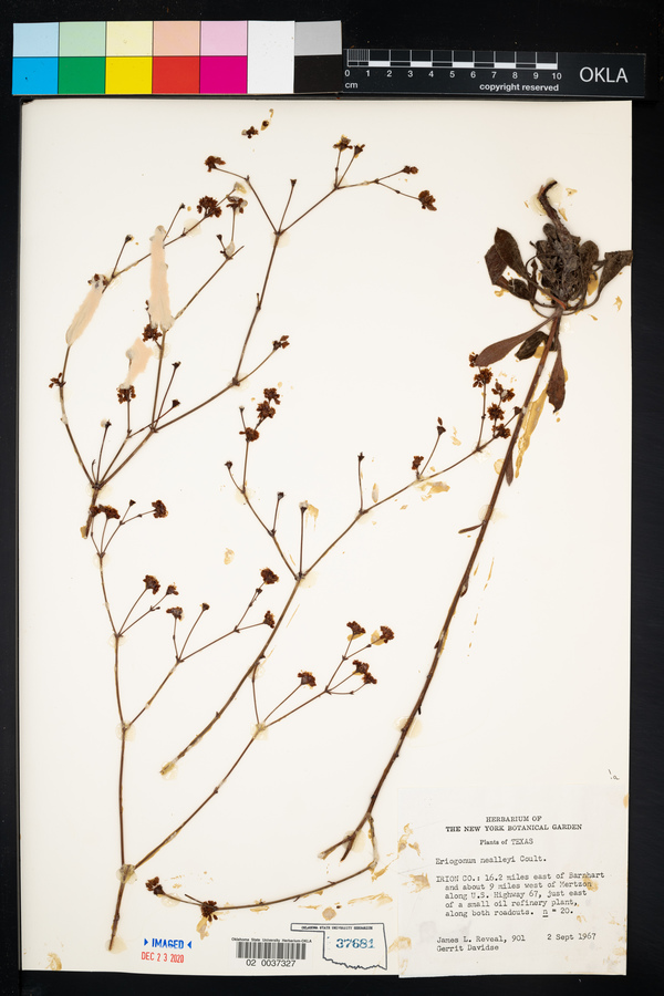 Eriogonum nealleyi image