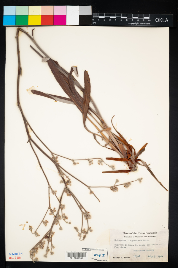 Eriogonum longifolium image