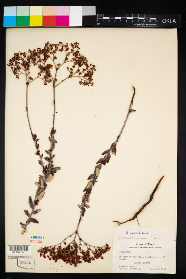 Eriogonum multiflorum image