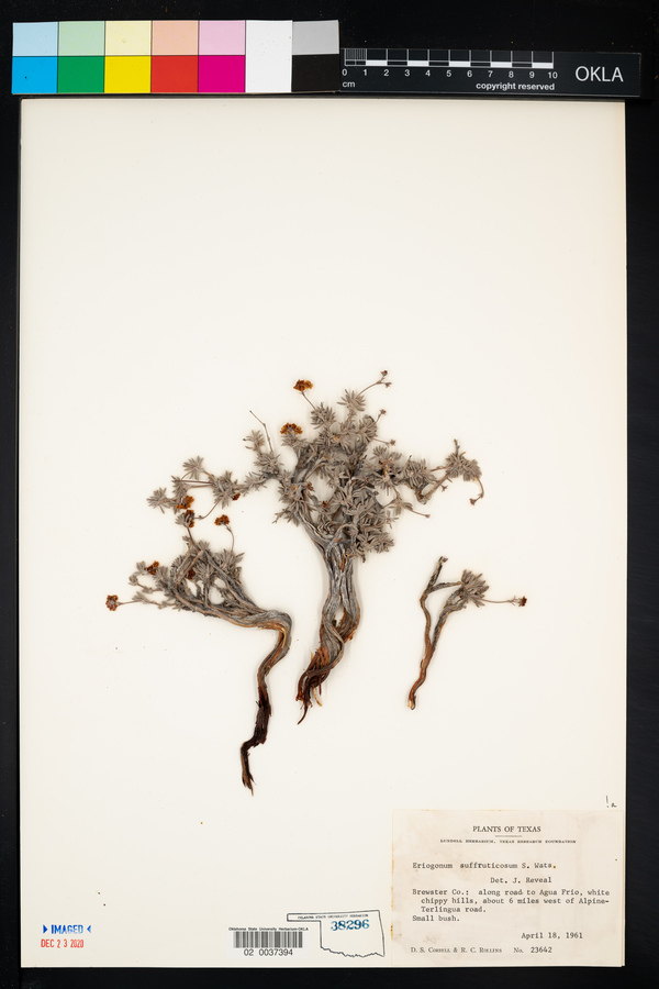Eriogonum suffruticosum image