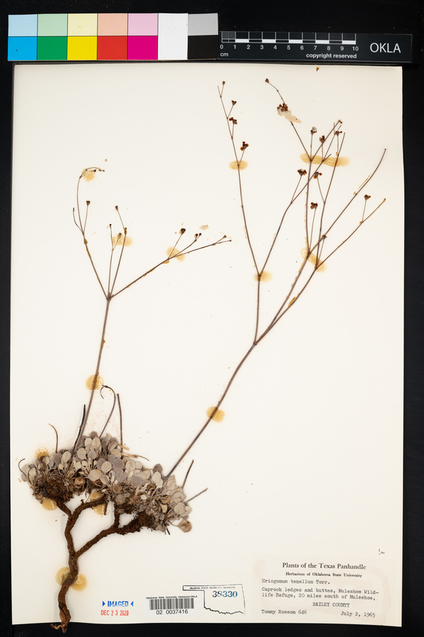 Eriogonum tenellum image
