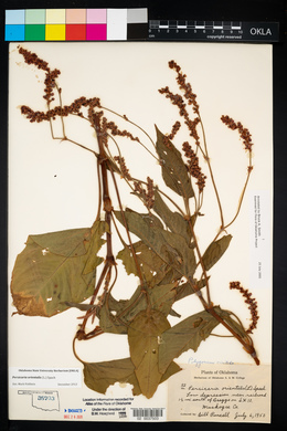 Persicaria orientalis image