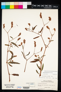 Persicaria bicornis image