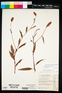 Persicaria bicornis image