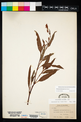 Persicaria bicornis image