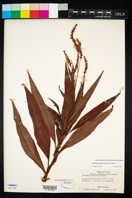 Image of Persicaria glabra