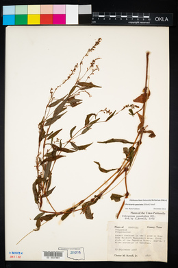 Image of Persicaria punctata