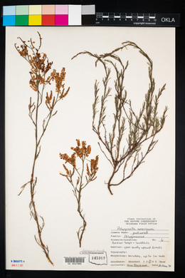 Polygonella americana image