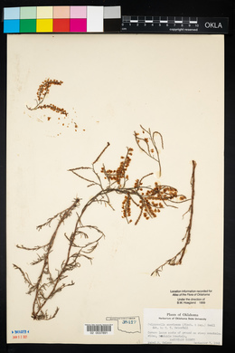 Polygonella americana image