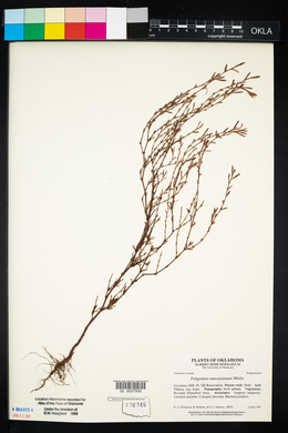 Polygonum ramosissimum image