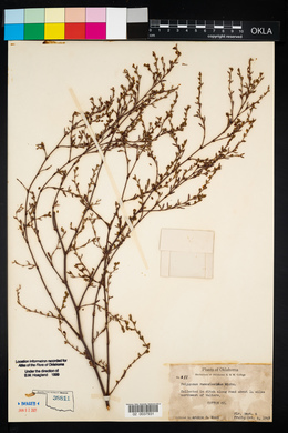 Polygonum ramosissimum image